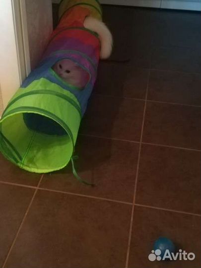 Передержка кошек и грызунов на время отпуска