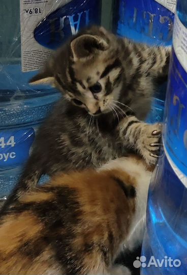 Котята 5 недель