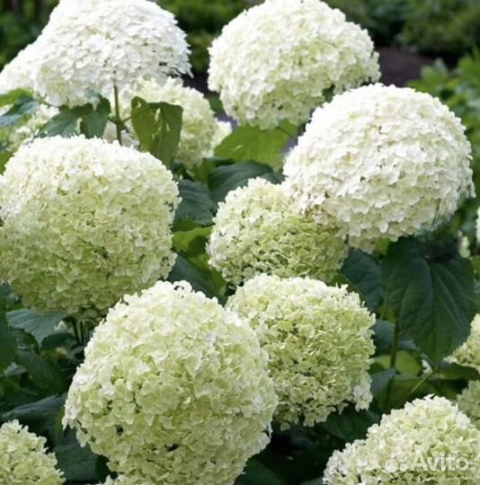 Гортензия древовидная Баунти