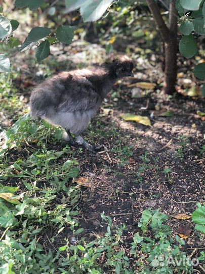 Шёлковые Китайские цыплята