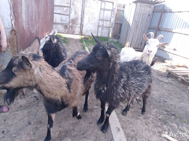 Козы дойные молочные