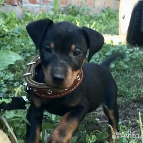 Ягдтерьер Щенки