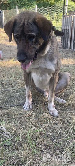 Собака мальчик