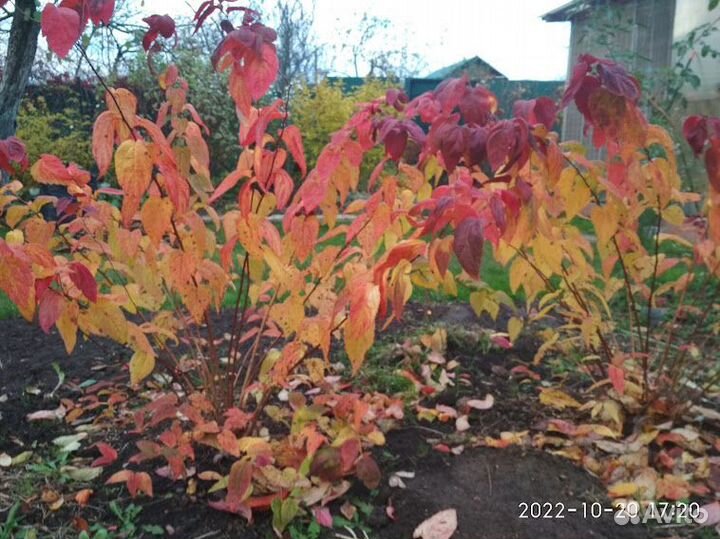 Спирея серая Макрофилла Стефанандра Форзиция Дерен