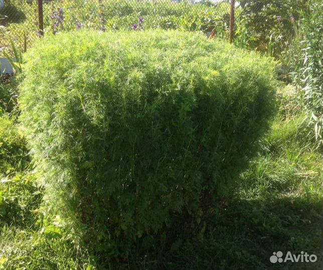 Полынь древовидная,ирис злаквид.,овсяница