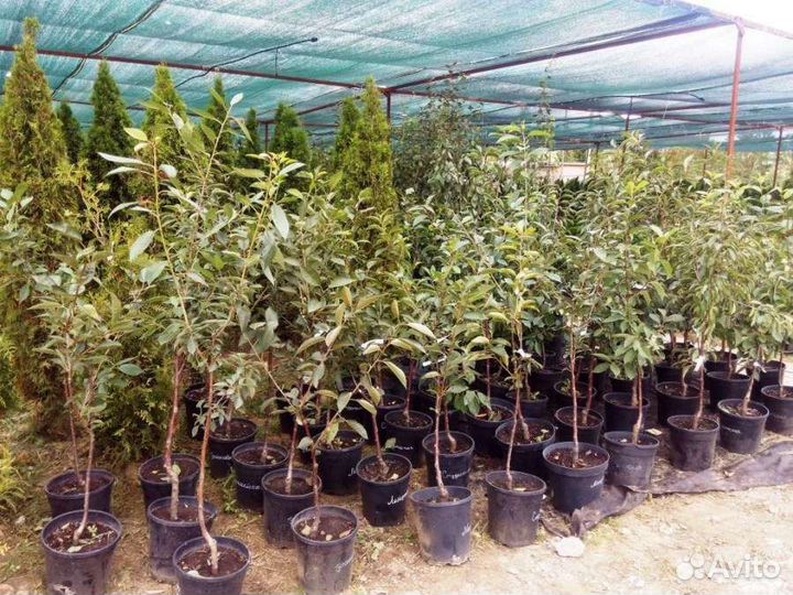 Саженцы растений во Владимире