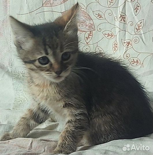 Трехцветная кошечка 2 месяца