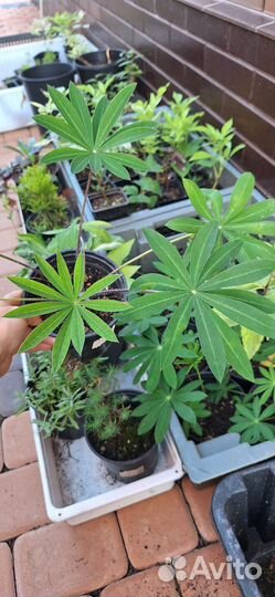 Люпин красный