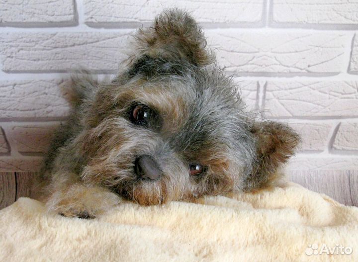 Реалистичный щенок йорка