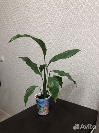 Спатифиллум