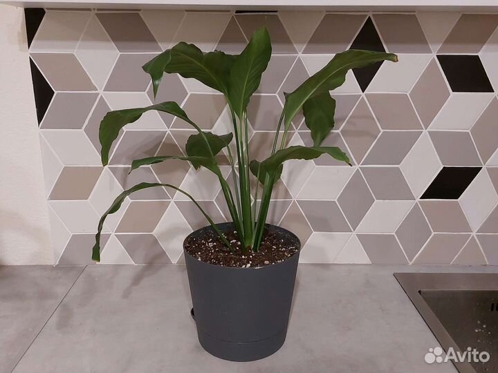 Спатифиллум женское счастье