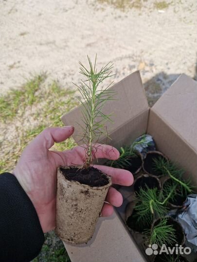 Саженцы сосны окс от производителя