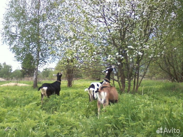 Козлики, козочки