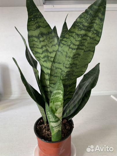 Сансевиерия (щучий хвост) зацветает
