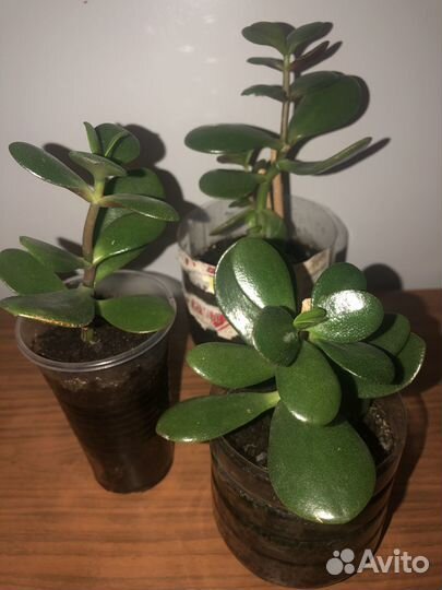 Крассула толстянка деревце в грунте