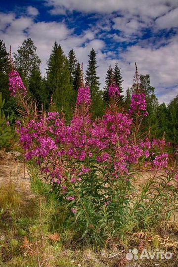 Иван-чай ферментированый Сибирский