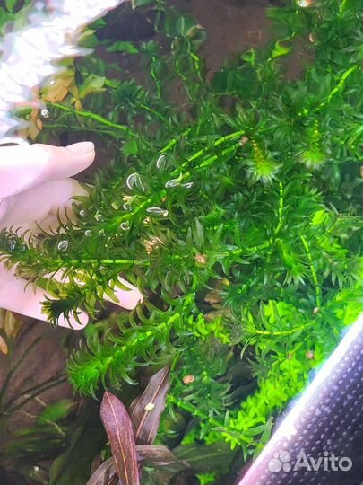 Аквариумные растения