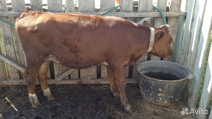 Нетель, отёл в феврале