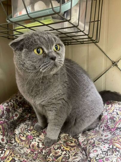 Шотландская вислоухая кошка бесплатно