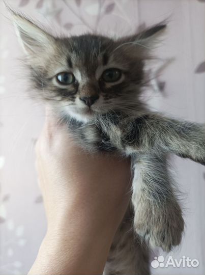 Котенок мальчик в добрые руки