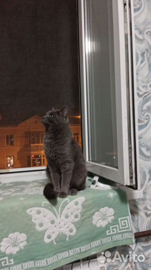 Молодой кот