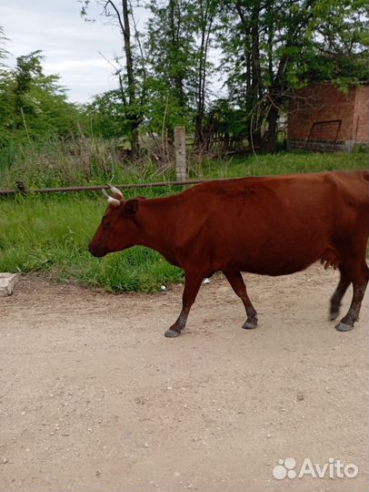 Коровы стельные, дойные, нетели, телки и телята