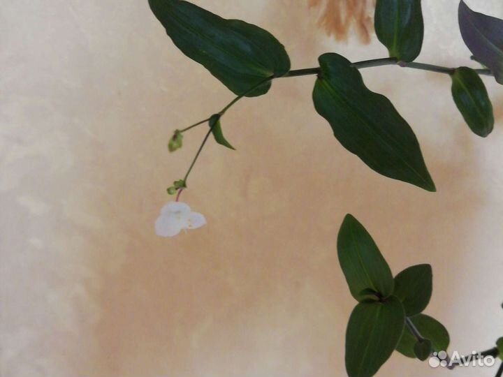 Цветочек с мелкими листиками