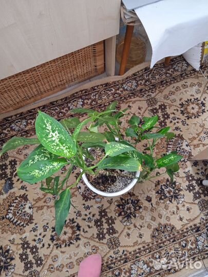 Диффенбахия