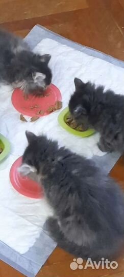 Котята в добрые руки бесплатно