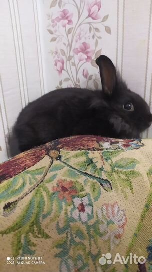 Декоративные карликовые кролики