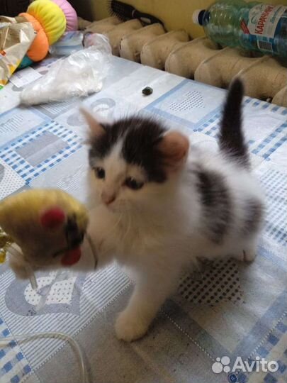 Милые котята