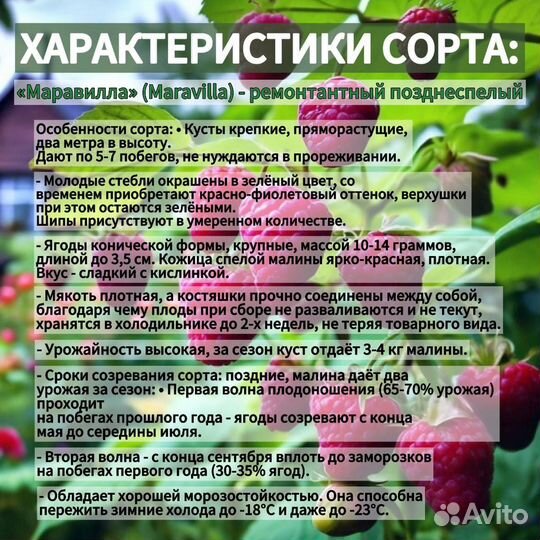 Саженцы Малины сорт Маравилла 100%