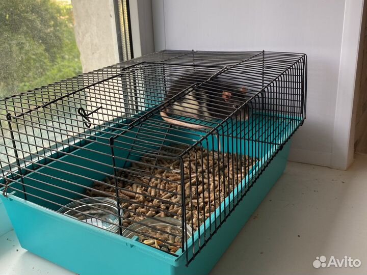 Крыса с клеткой