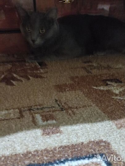 Британский котик