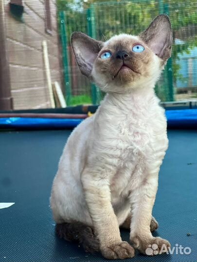 Котята девон-рекс