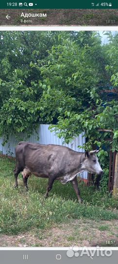 Короваы дойные и тёлочка