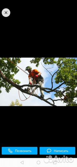 Спил деревьев