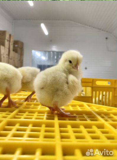 Бройлер суточный Кобб-500, Росс-308 в Тарасовском