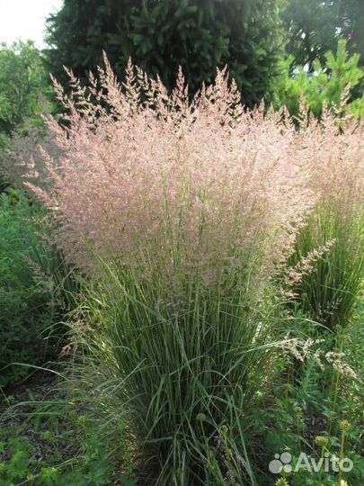 Вейник Овердам. Декоративный злак