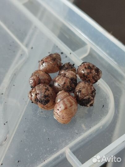 Улитки ахатины