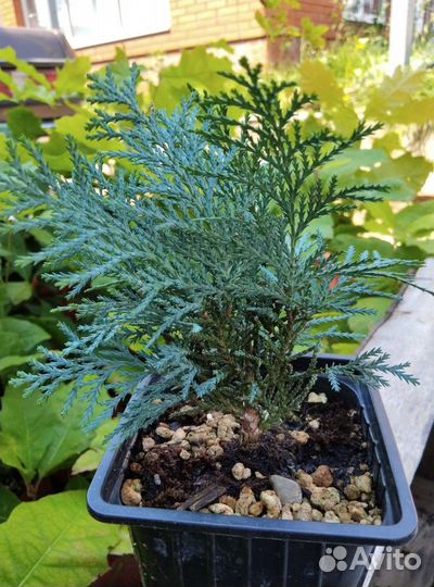 Кипарисовик Лавсона Колумнарис