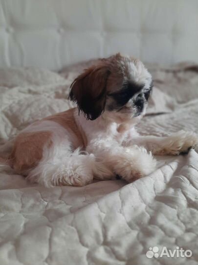 Щенки ши-тцу