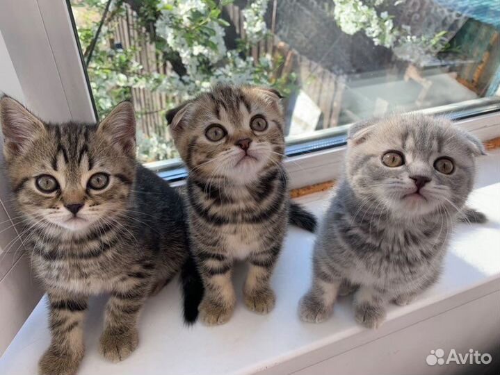 Кот на вязку вислоухий