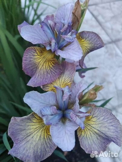 Лилейники и ирисы сибирские