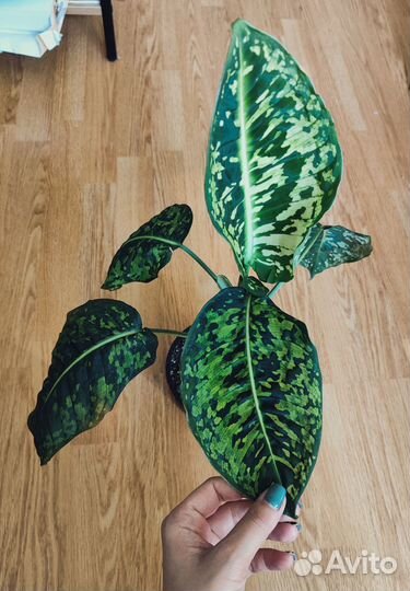 Диффенбахия Рефлектор