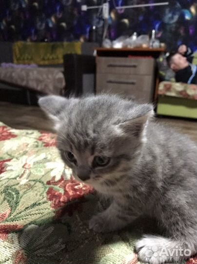 Кошка в дар