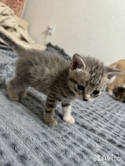 Отдам котят в добрые руки