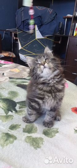 Котята мейн-кун