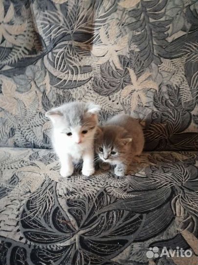 Котики бесплатно в добрые руки