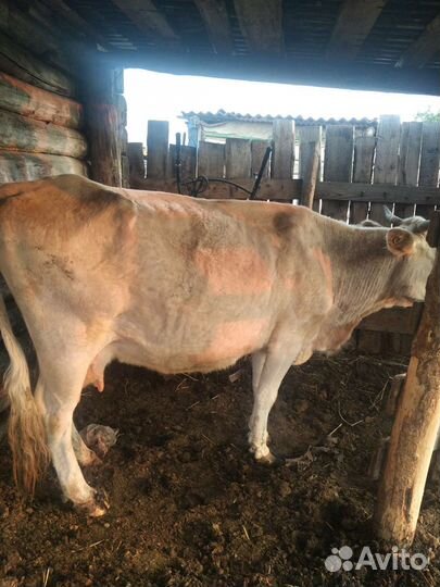 Корова дойная